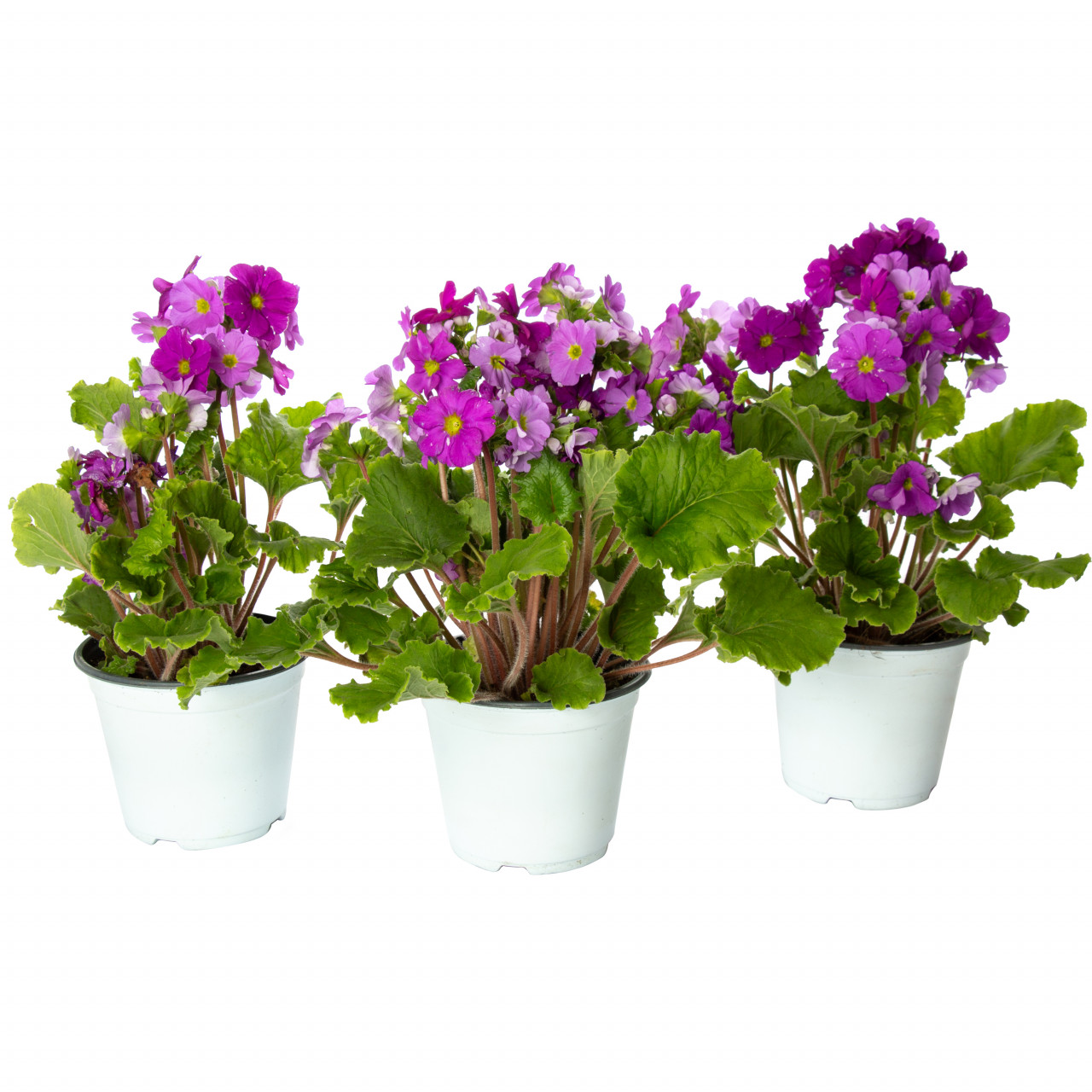 Primula violet, Primula obconica, planta naturala decorativa, in ghiveci P14, 15/25cm