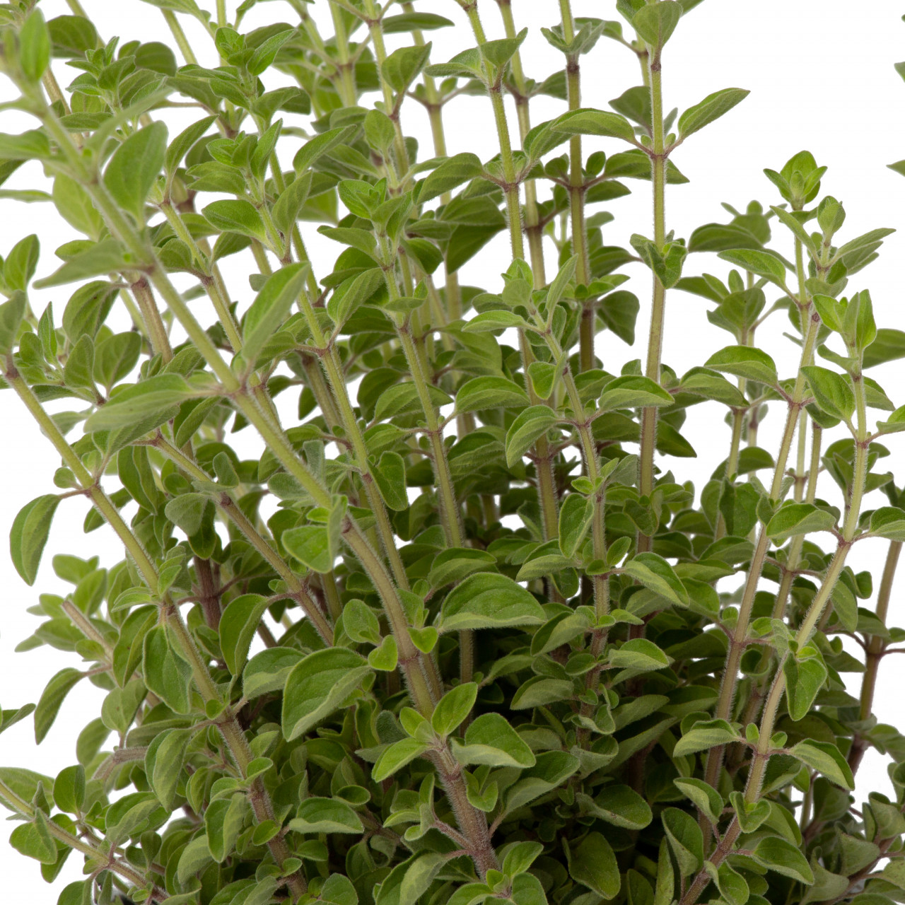 Oregano grecesc, Origanum onites, planta erbacee aromatica in ghiveci P14, H 10/30 cm