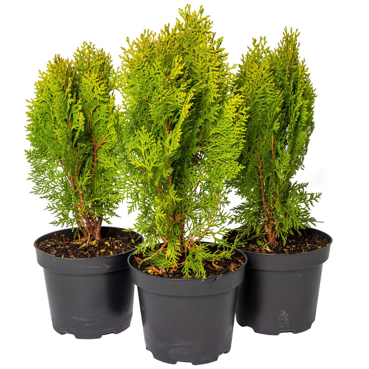 Planta naturala Thuja orientalis var Aurea Nana, conifer vesnic verde, de exterior, in ghiveci, C2, Ø 15/25 cm, H 25/35 cm, verde-auriu