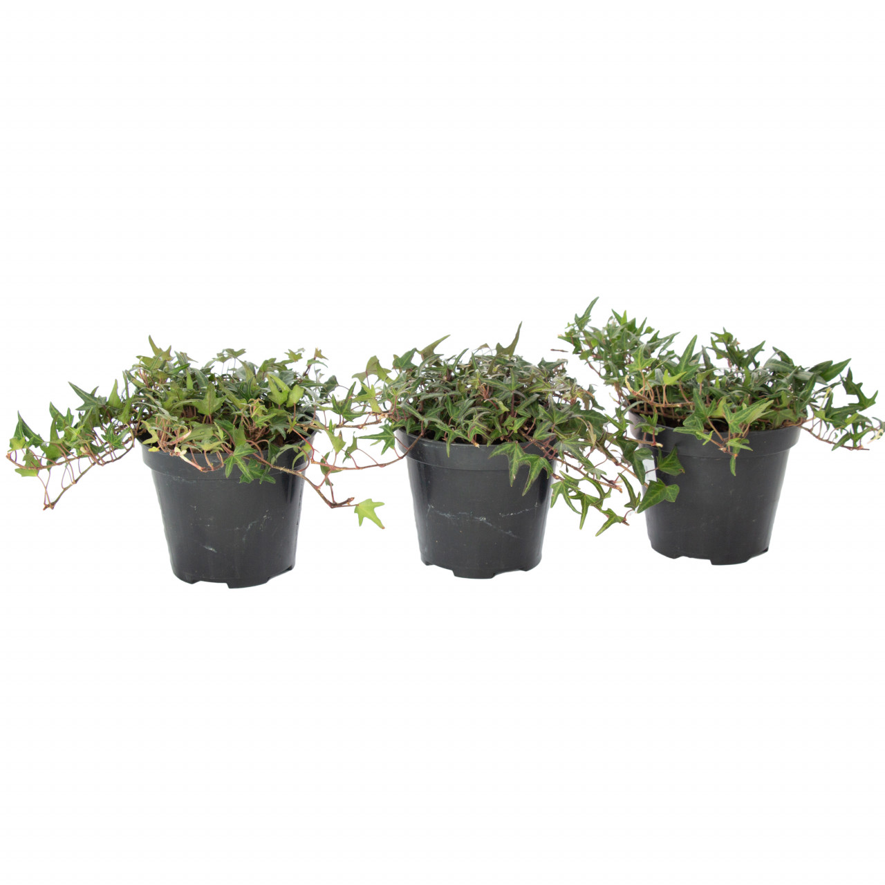 Iedera verde, Hedera helix, planta naturala decorativa, in ghiveci P14, 5/10cm