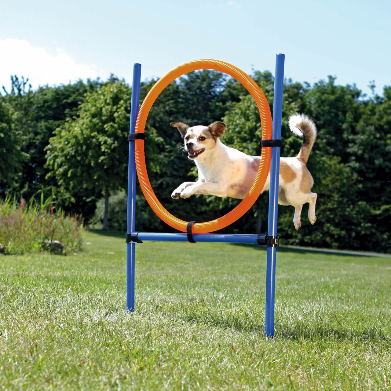 Jucărie Agility Ring 65 cm 3208